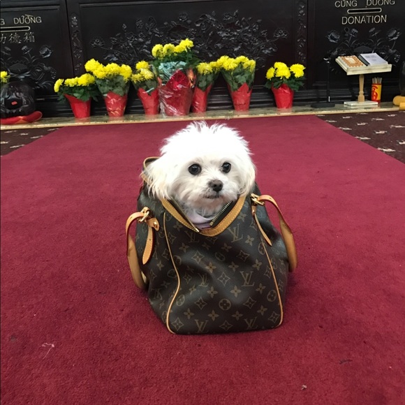 Maltese - Picture 8 of 16